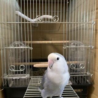コザクラインコ里親募集【飼育道具有り】
