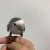 コザクラインコ里親募集【飼育道具有り】 サムネイル2