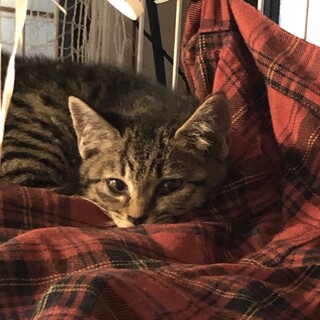 野良猫の子猫を保護しています。