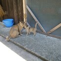 野良猫さんが子猫を産んで困ってます