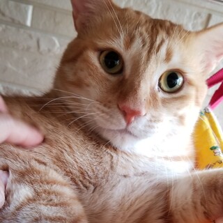 美しい茶トラのチーズ君♡