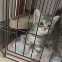 里親募集 スコティッシュフォールド メス 子猫