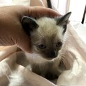 シャム風男の子2
