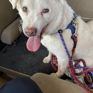 多頭飼育崩壊レスキュー　ロビンくん　まあくんハウス