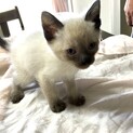 シャム風男の子1