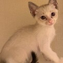 【スリープ】おかげ様で里親様が決まりました！