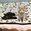 茶トラ白♂&黒茶♀の兄妹です。
