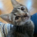 【バッシュフル】おかげ様で里親様が決まりました！
