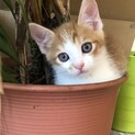 ほっぺ♡しあわせにゃんこになりました