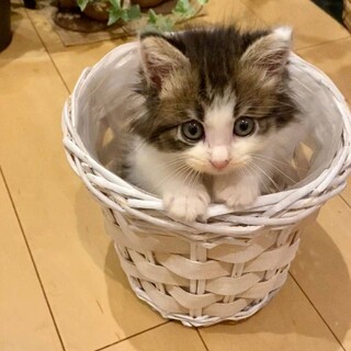 【ボンジャー・ノン】里親様が決まりました！