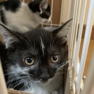 ユニークな黒白猫・兄ミルク妹オレオ２匹一緒に！