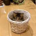 【ペピィ】おかげ様で里親様が決まりました！