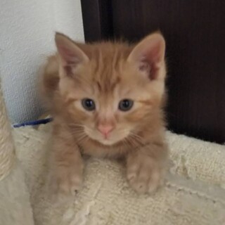 つぶらな瞳の甘えん坊　大くん2ヶ月