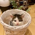 【ピピィ】おかげ様で里親様が決まりました！