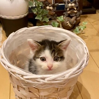 【ピピィ】おかげ様で里親様が決まりました！