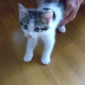 里親募集してます