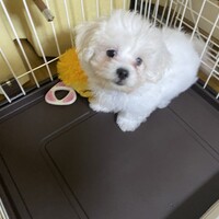 もく