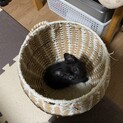 可愛い黒猫くん2ヶ月