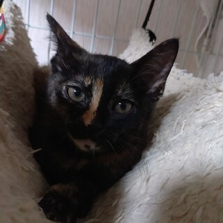 家族見つかりました︰サビ柄美しい子猫♀