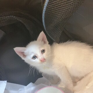 可愛い白猫の女の子です。詳細情報見て頂きたいです。