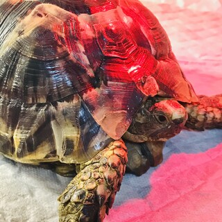 ギリシャリクガメ 里親募集