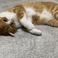 太陽