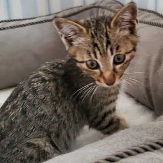 甘えん坊なキジちゃん