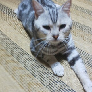 里親様決定的致しました