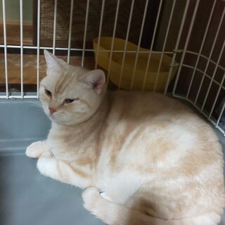 コロコロちゃん募集一時停止しております。