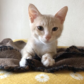 チャイティー君3ヶ月