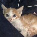 茶トラ子猫　1〜2ヶ月　オス　白井市