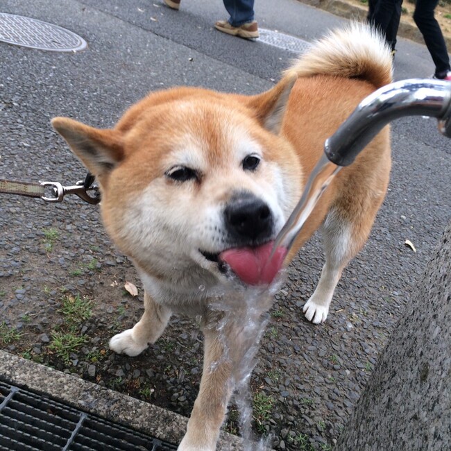 ex.24ktのカバー写真
