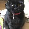 まん丸お目目の黒猫ちゃん！