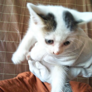 生後1ヶ月半 元気いっぱいの男の子