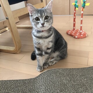 多頭飼育崩壊からのレスキュー！今度こそ幸せに！
