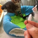 可愛いキジトラちゃん家族が決まりました
