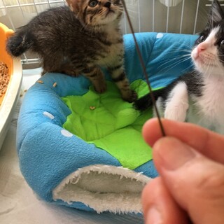 可愛いキジトラちゃん家族が決まりました