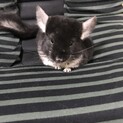 チンチラ2匹の里親さん。