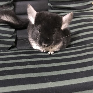 チンチラ2匹の里親さん。