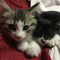 子猫2匹