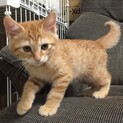 募集停止中 ふっくら可愛い男の子3ヶ月❣️