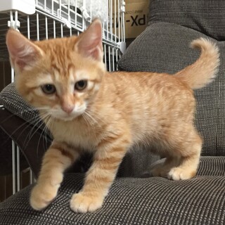 募集停止中 ふっくら可愛い男の子3ヶ月❣️