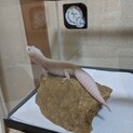 ヒョウモントカゲモドキ