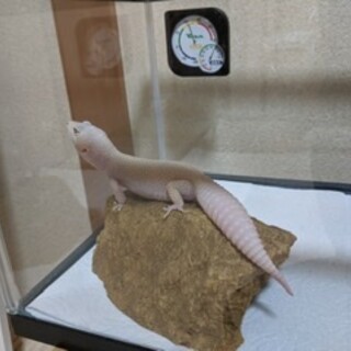 ヒョウモントカゲモドキ」奈良県 - 爬虫類・他の里親募集(317531 ...