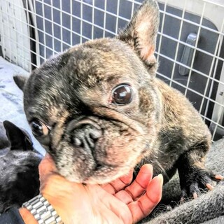 陽気なトラちゃん