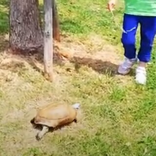 エロンガーターリクガメ　オス19才