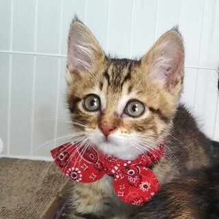 遊ぶの大好きなイケメンボーイ