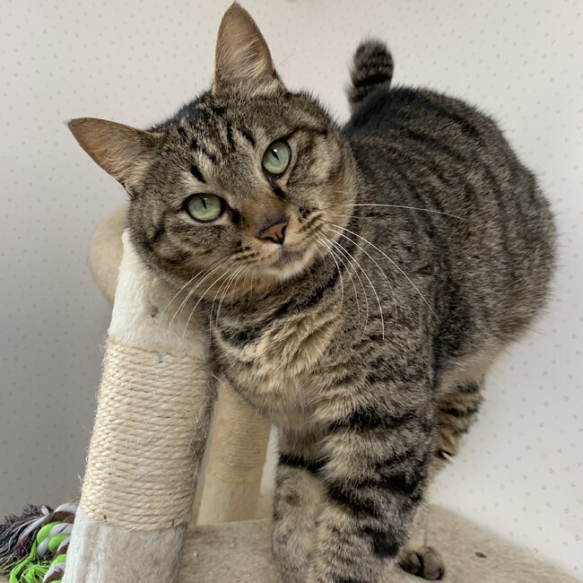 春日丘いぬ・ねこ会のカバー写真