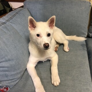 真っ白な女の子　家族を探してます