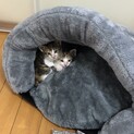 三毛猫の姉妹です。